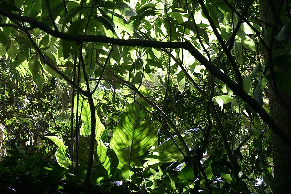 Гавайские джунгли. Жми на картинку для перехода к следующей.