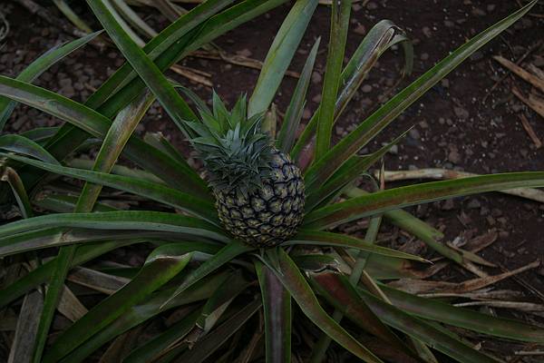 Вот так растут ананасы. Жми на картинку для перехода к следующей.