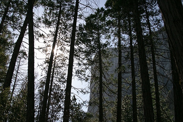Вид на Эль-Капитан из лесу. Жми на картинку для перехода к следующей.