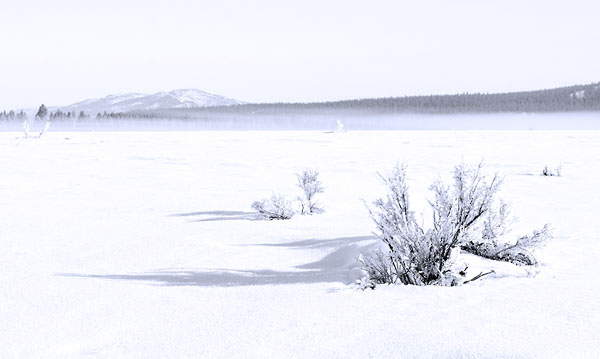 Foggy Morning, Eastern Sierra. Click the image to continue.