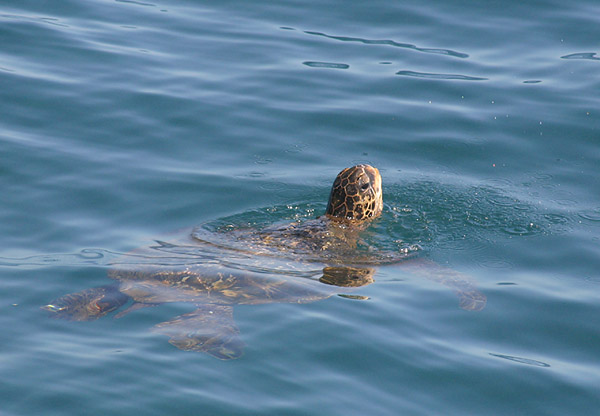 Зеленая морская черепаха. Жми на картинку для перехода к следующей.