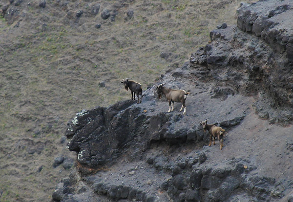 Горные козлы на стене каньона. Жми на картинку для перехода к следующей.