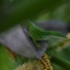 Голубозеленая ящерица