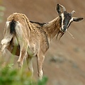 Горный козел в каньоне Ваймеа